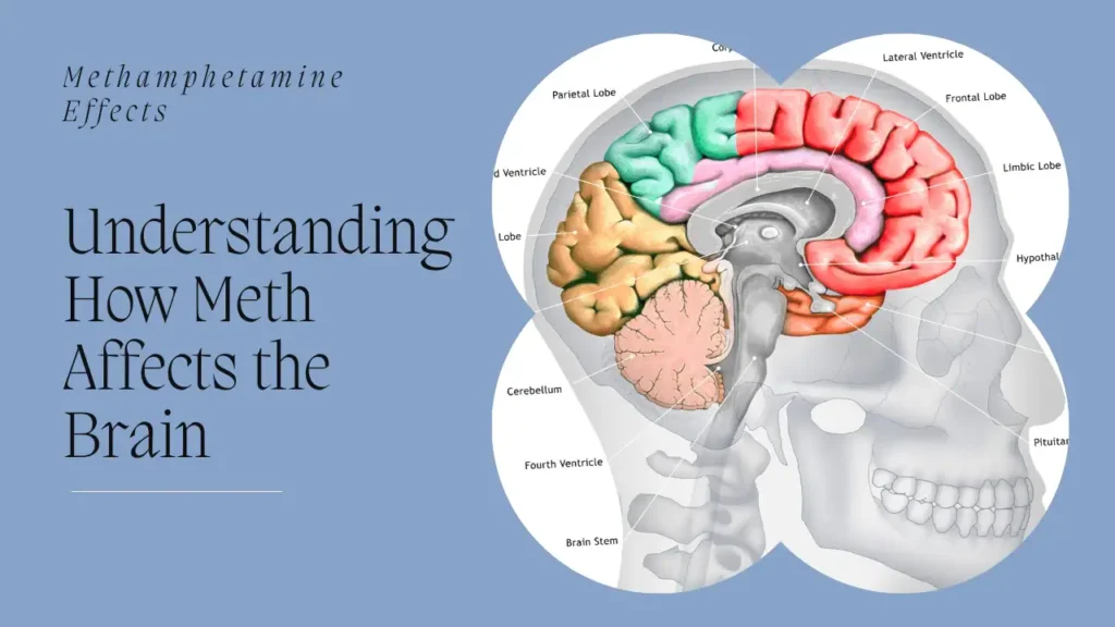 Understanding Methamphetamine's Effects on the Brain